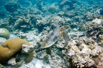 Hawksbill turtle on a coral reef in the Maldives.