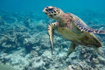 Fototapeta premium Hawksbill turtle on a coral reef in the Maldives.