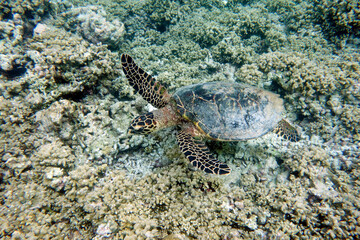 Hawksbill turtle on a coral reef in the Maldives.