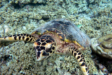 Hawksbill turtle on a coral reef in the Maldives.
