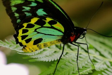 A colorful butterfly perches delicately on green fern leaves, showcasing its iridescent wings. This...