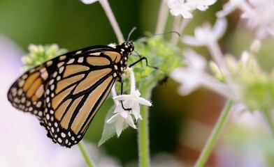 A monarch butterfly with striking orange and black wings is perched on delicate white flowers. The vibrant colors and soft background showcase the beauty of nature during daylight