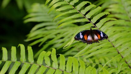 A striking butterfly with vivid orange, black, and white patterns perches gracefully on the delicate fronds of a green fern in a tropical forest