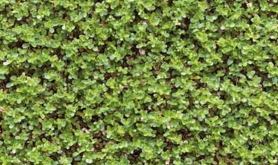 Obraz premium Lush green foliage covering a garden wall, showcasing vibrant plant life and healthy growth