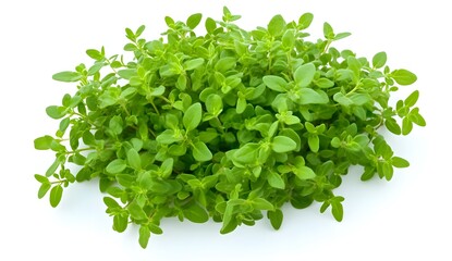 Vibrant Green Thyme: A Fresh Culinary Delight