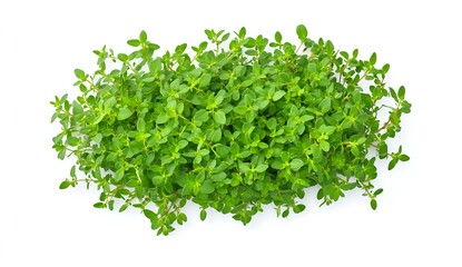 Naklejka premium Vibrant Green Thyme: A burst of freshness!