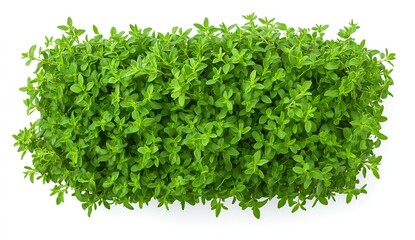 Fototapeta premium Vibrant Green Thyme Bush, isolated on white. Fresh herb.