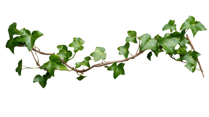 Ivy branch with green leaves on transparent background