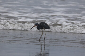 Tricolored Heron hunting along the beach