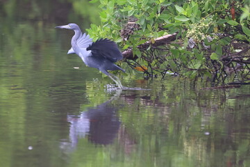 Little Blue Heron Takes Flight in Wetland