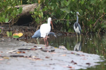 Tricolored Heron, Ibis Foraging in Tranquil Marshland