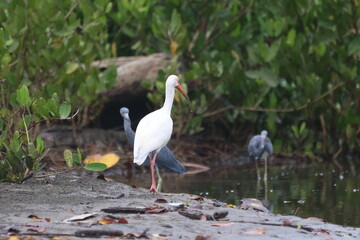White Ibis Foraging Among Mangroves with Blue Heron