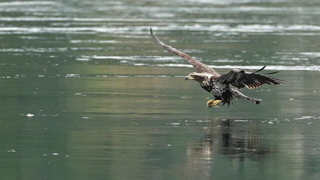 juvenile bald eagle glides in to catch and eat a fish while flying in slow motion