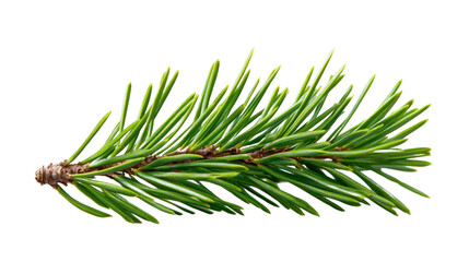 Fresh green pine branch isolated on transparent background