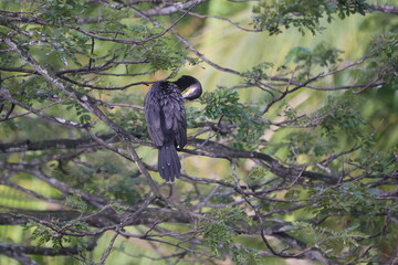 Cormorant Preening Itself (Phalacrocorax carbo) in Tree