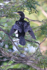 Anhinga Drying Wings Hanging Upside Down From Tree