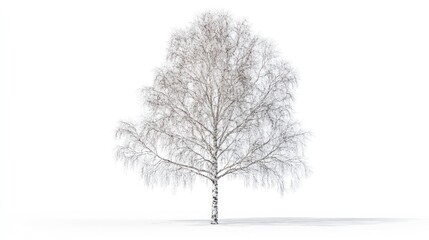 Fototapeta premium Snowy birch tree winter isolated white background design