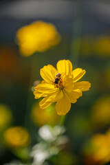 Bee Pollinating a Yellow Flower