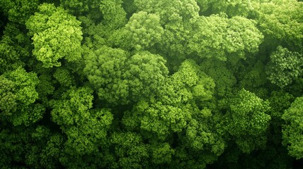 Naklejka premium Lush Green Forest Canopy Aerial View Nature Texture High Resolution Spring Foliage E