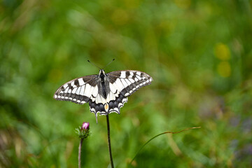 Old World swallowtail (Papilio machaon), or common yellow swallowtail, seen at Berchtesgaden...
