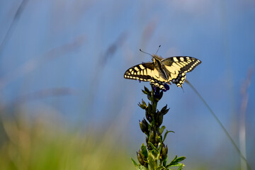 Old World swallowtail (Papilio machaon), or common yellow swallowtail, seen at Berchtesgaden...