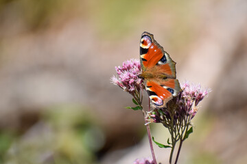 European peacock (Aglais io), or the peacock butterfly, seen in a garden in bavaria, germany