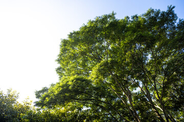 Sunlight Filtering Through Tree Canopy