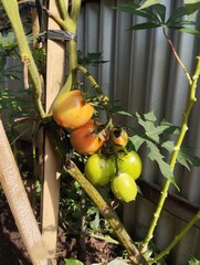 tomato plant are growtb at the backyard