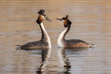 Mating dance of the great crested grebes (Podiceps cristatus). Courtship ritual. Close-up. Side view