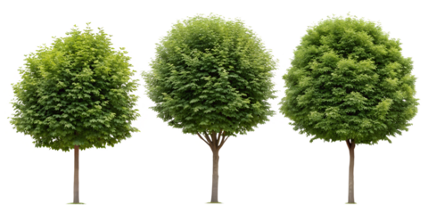 Set of Three Green Sycamore Plants with Round Shape for Gardens, PNG Transparent