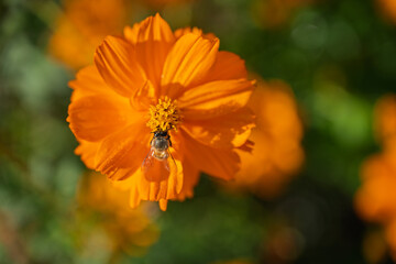 Bee on a Vibrant Orange Flower