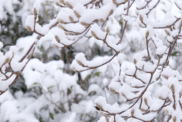 雪化粧した小枝