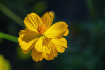 Obraz premium Vibrant Yellow Flower in Bloom