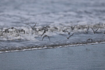 Shorebirds Flying Over Ocean Waves at the Beach