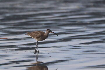Whimbrel shorebird wading in reflective tidal pools