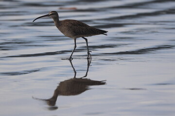Curlew Bird Reflection on Water at Low Tide