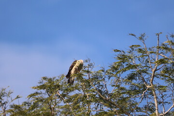 Hawk perched atop a lush green tree