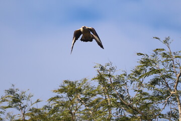Snail Kite Hunting over the Florida Everglades