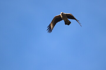Whistling Kite soars across the blue sky