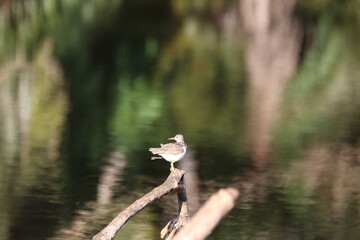 Spotted Sandpiper Perched Peacefully Near Water's Edge