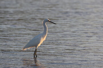 Snowy Egret hunting in shallow water, coastal