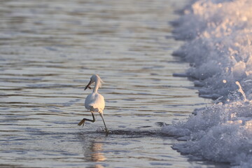 Snowy Egret Hunting (with prey) at Shoreline