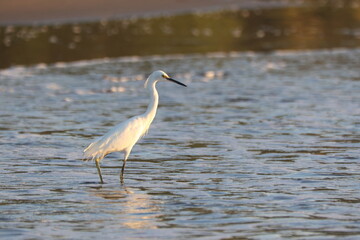Snowy Egret (Egretta thula) wading in shallow water