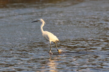 Snowy Egret Wades in the shallow ocean water