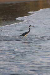 Tricolored Heron Hunting in the Surf at Sunrise