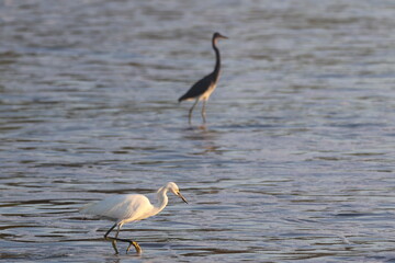 Snowy Egret wading in the water for fish