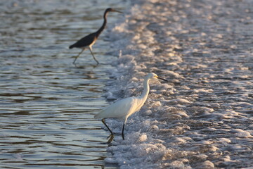 Snowy Egret (Egretta thula) Foraging on the Shoreline