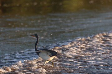 Tricolored Heron (Egretta tricolor) wading through the water