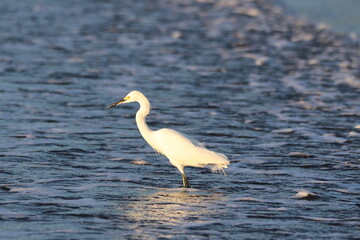 Snowy Egret Foraging In Shallow Ocean Water
