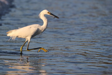 Snowy Egret with Fish in Beak Wading